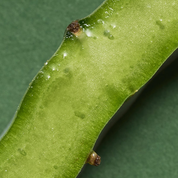 Extrait de figuier de barbarie